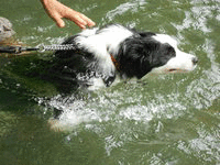 にほんブログ村 犬ブログ ボーダーコリーへ
