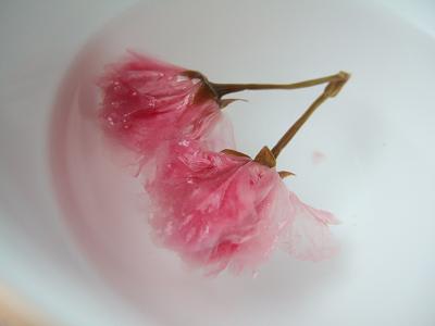 桜の塩漬け 完成 小太郎のまんぷく日記