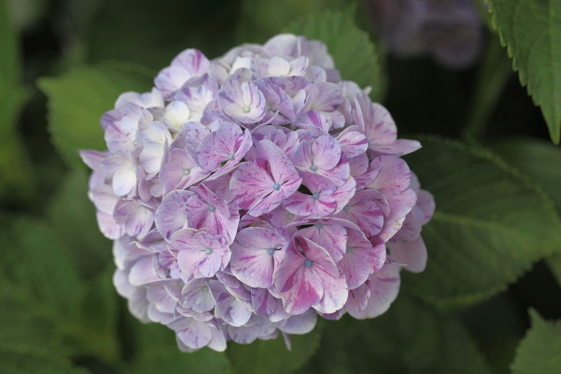 円照寺の花たち １２１ 舞姫 パリ アジサイ ひろかずのブログ