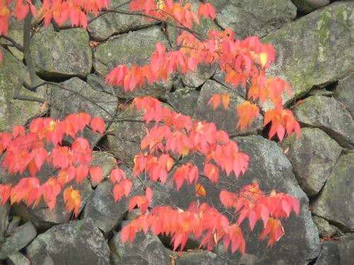 松本城周辺の紅葉