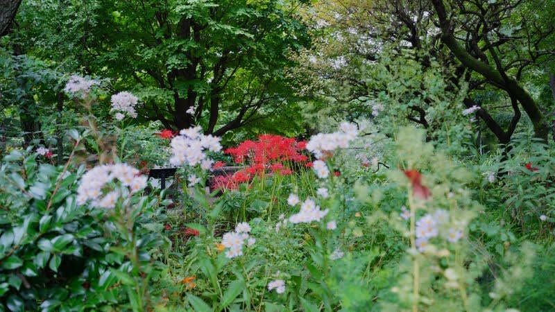 ヒガンバナが見頃です！その１（赤塚植物園 2022.9.23撮影） - 四季優彩 Annex