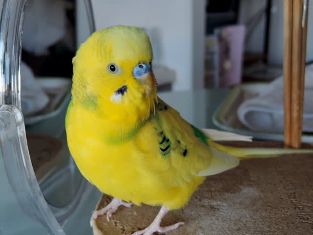 1723 白目の白さでは完敗ですorz セキセイインコに乗っ取られた 株式私情 My Stock News