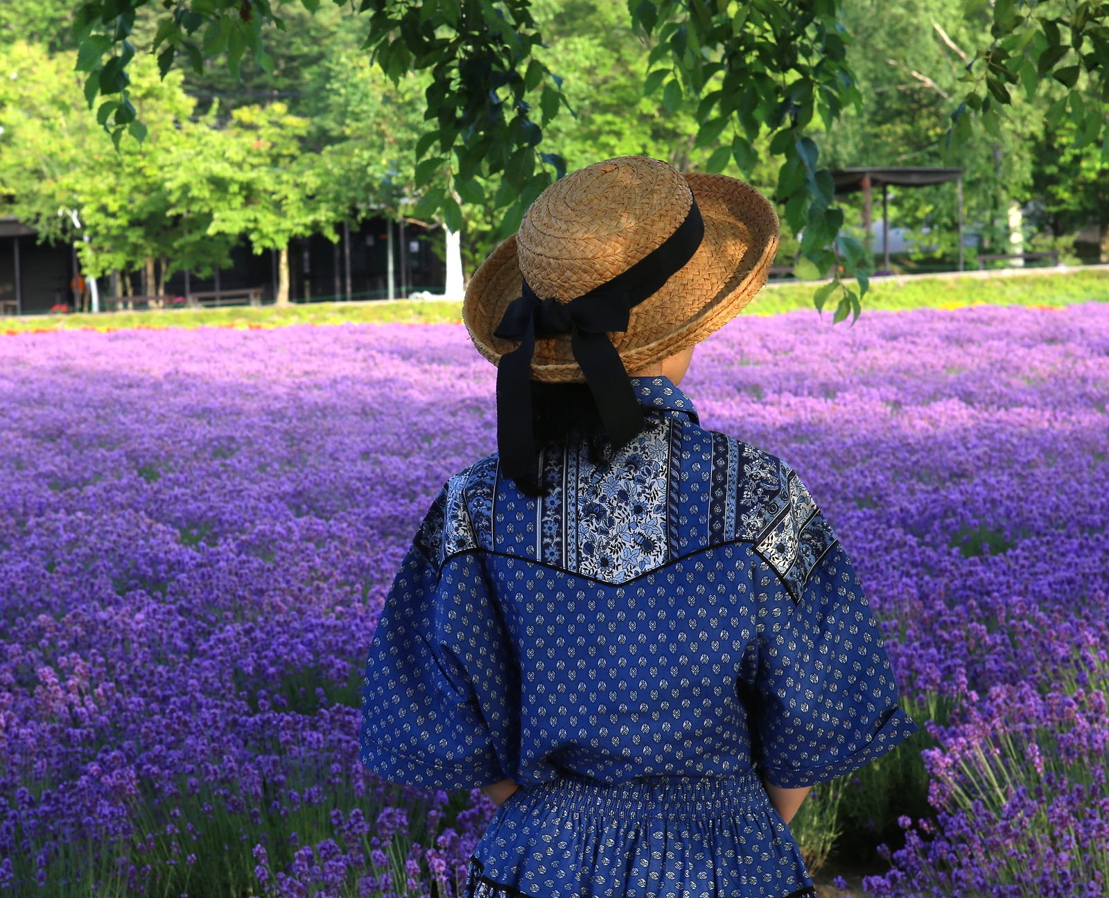 富良野の夏のラベンダー畑の輝き2 3 日々是好写真 毎日の写真生活日記と紀行メモリー