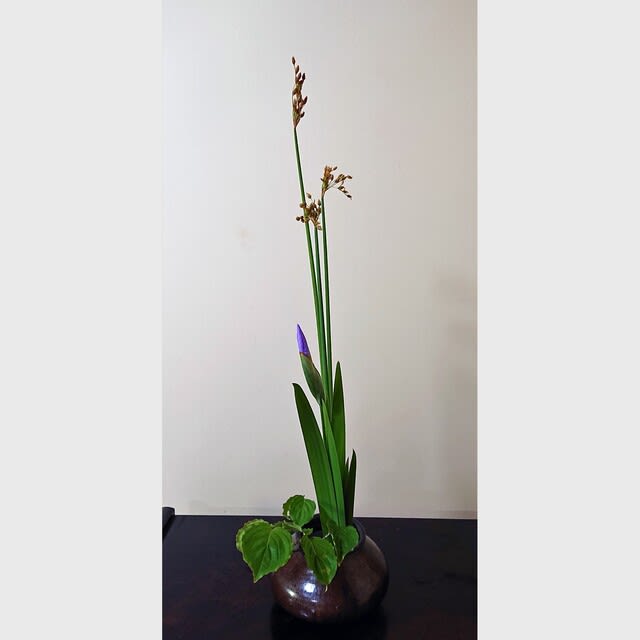 花一輪 花紅柳緑 院長のブログ