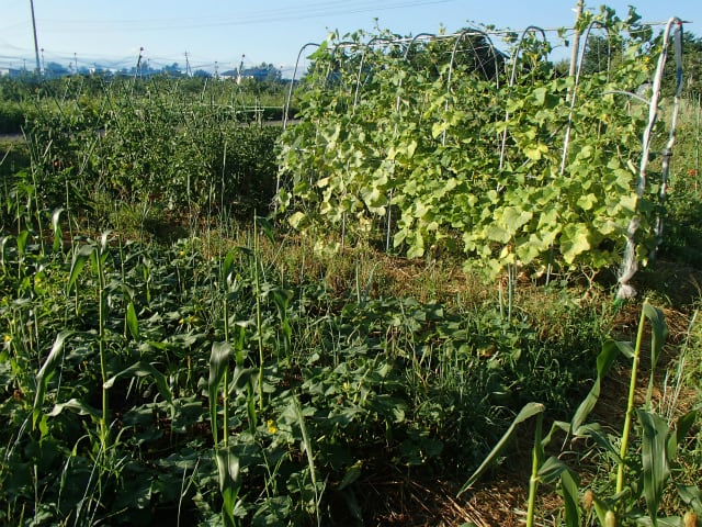 地這えキュウリ - 無農薬・自然菜園（自然農法・自然農）で、自給自足Life。～持続可能で豊かで自然な暮らしの分かち合い～