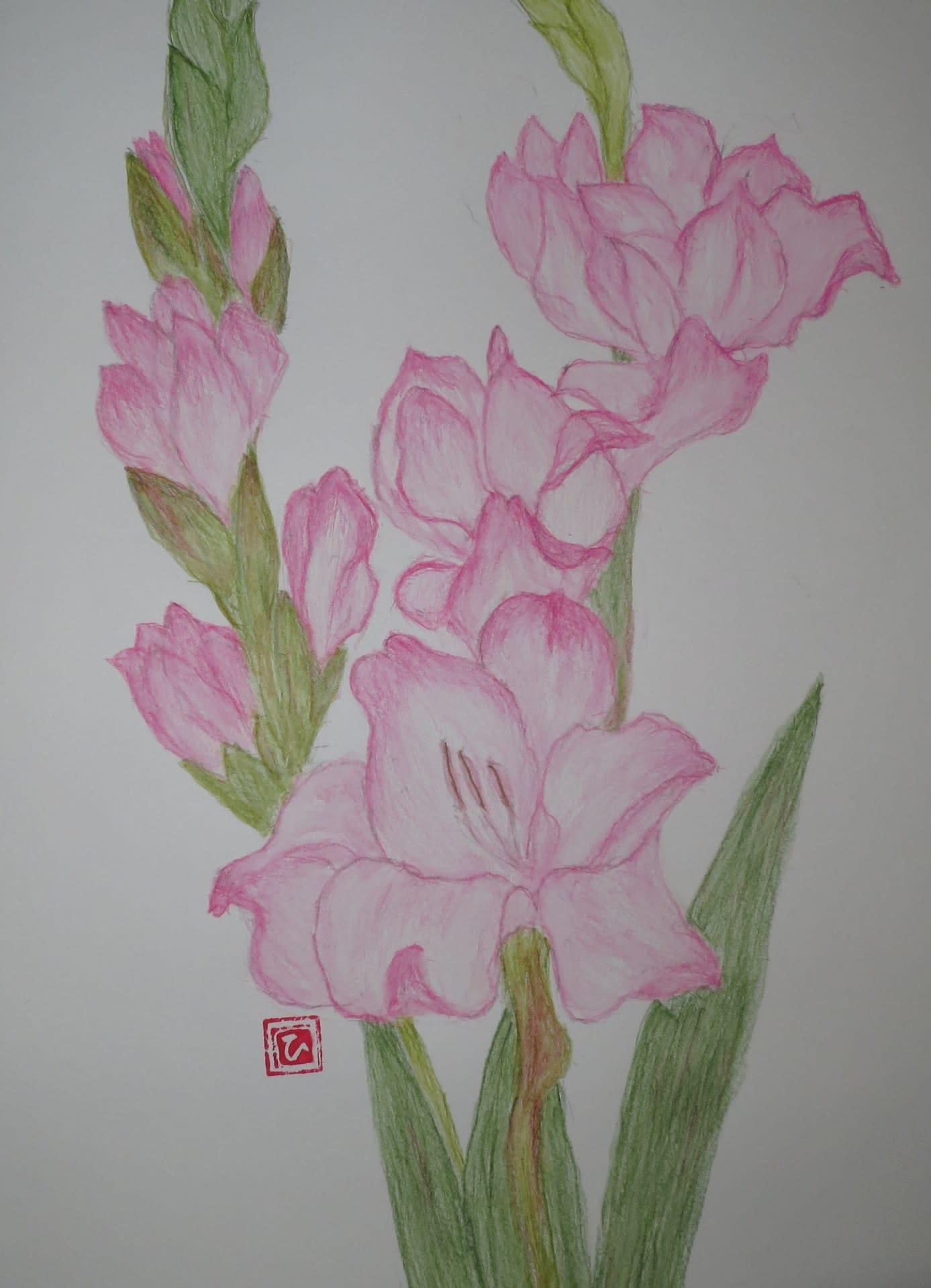 グラジオラス ピンク ひろ子の絵手紙 絵画日記