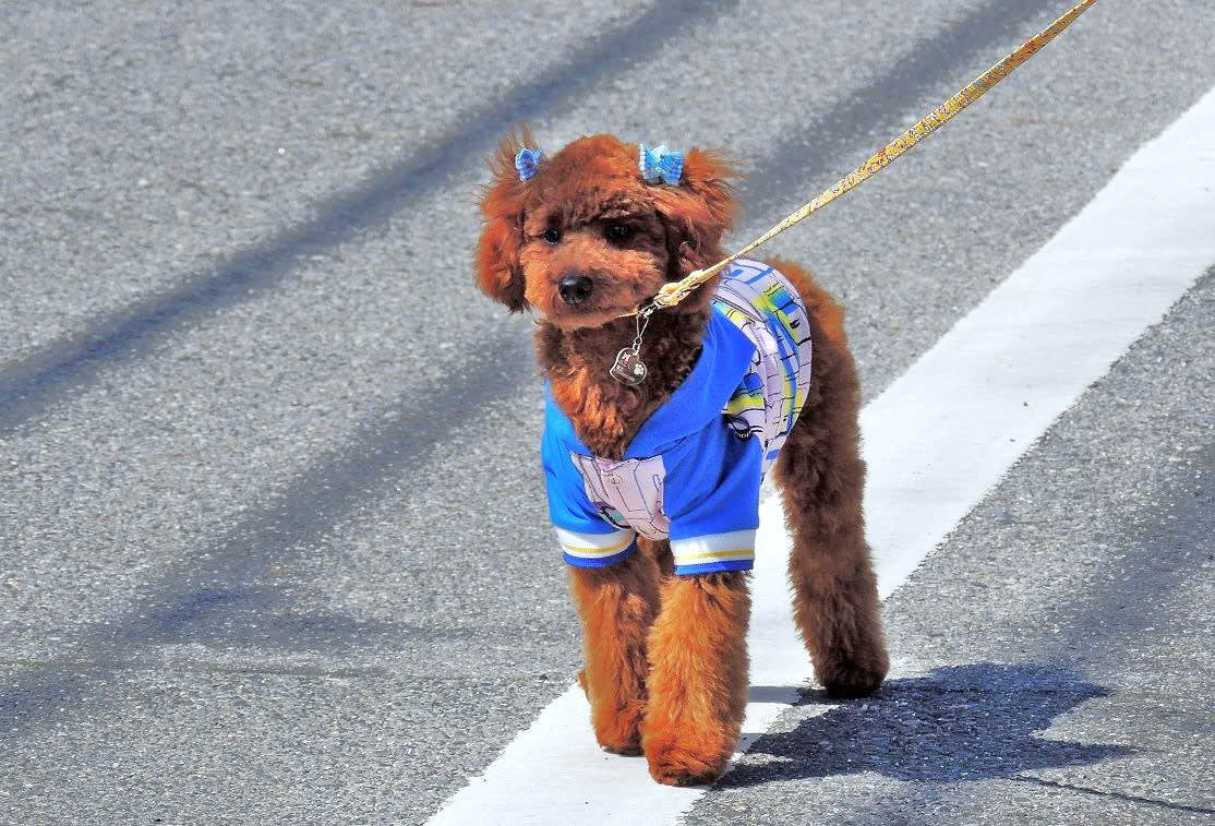 我が家の愛犬の画像