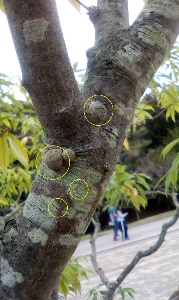 シラカシ アラカシ樹幹こぶ病の観察ーコブの正体ー カルス