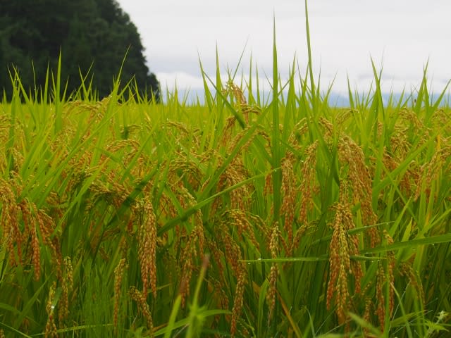 瑞穂の国 秋津洲 谷間の小さな段々畑