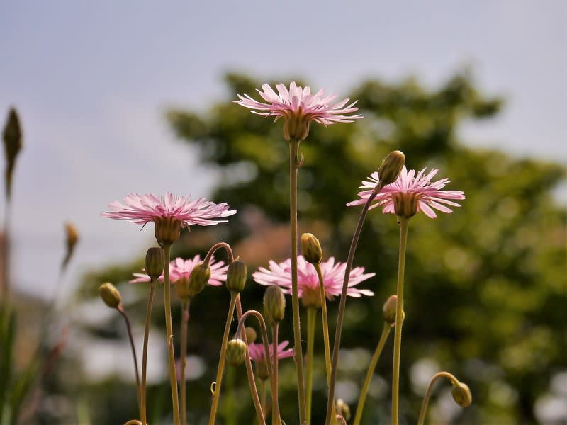 モモイロタンポポ 薬用植物園 日和見散策 モモイロタンポポ 薬用植物園 日和見散策