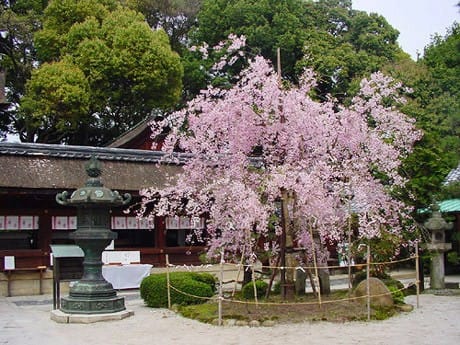 京都 桜100シリーズ　今宮神社