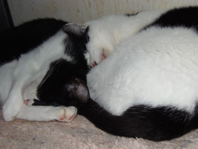 日本のぬしはフィリピンからきた 幻のさくらブログさんより かいてつす 地球を救う