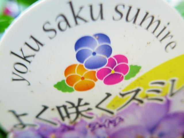 パンジー ”よく咲くスミレ”