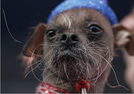 世界で最も醜い犬コンテスト ジジイのたわごと 