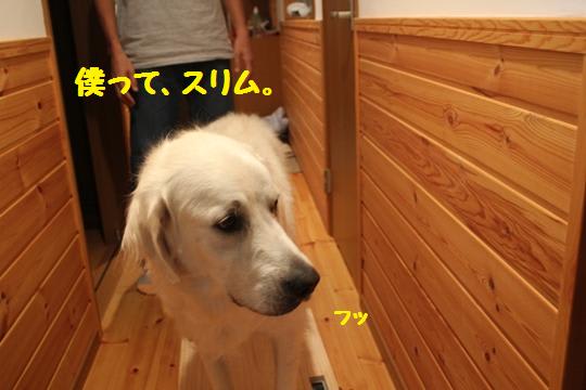 メーカー直送品  改良版 ハンドメイド　大型犬用の体重計 犬用品