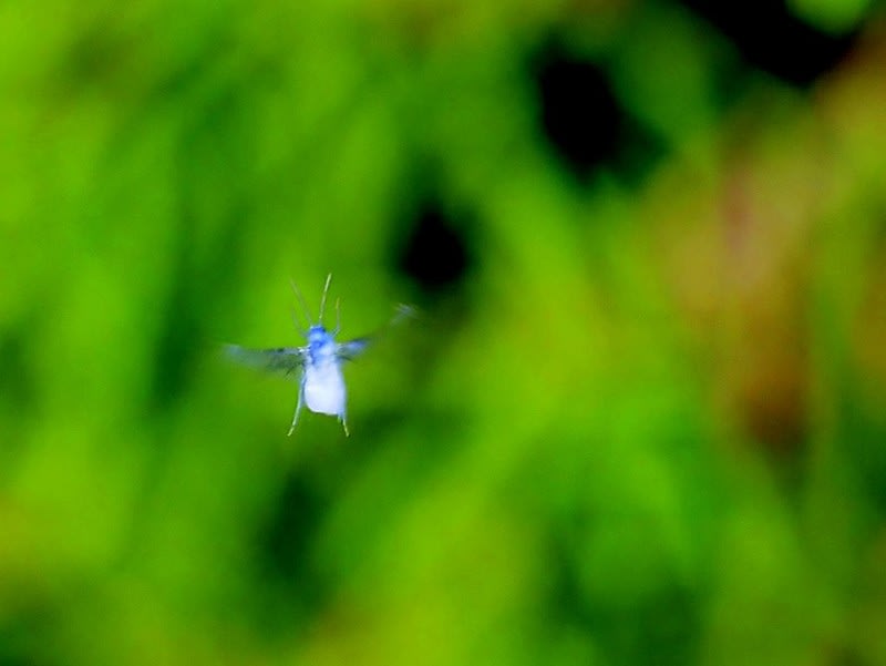 ワタムシ 写真 1156 ワタムシ 写真 Davidandradejp ワタムシ 写真 1156 ワタムシ 写真 Davidandradejp