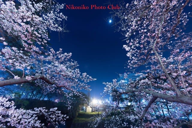 小倉城の桜 こんなのを撮影する予定でした ニコニコ写真クラブです