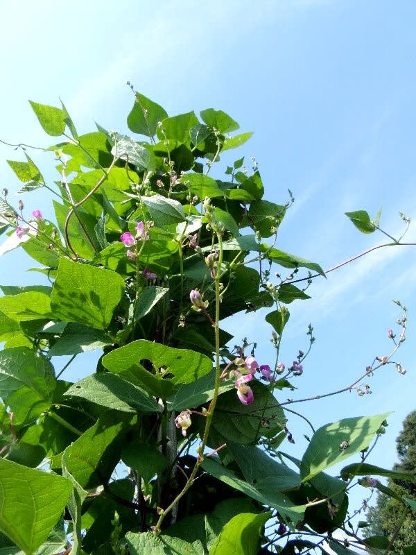 インゲンの花 こいもの想い 2
