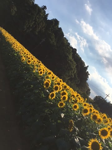 20160730_あけぼの農業公園_27.JPG