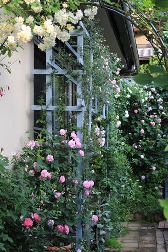 ｄｉｙした細幅パーゴラの 今年の開花を振り返って 小さな庭の小さな幸せ チャッピーのバラ庭より