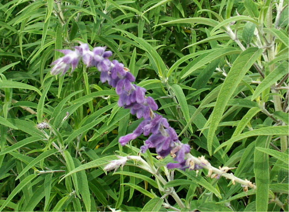 メキシカンブッシュセージの紫の花 ハーブハーモニーガーデン 花の公園 俳句 ｉｎｇ