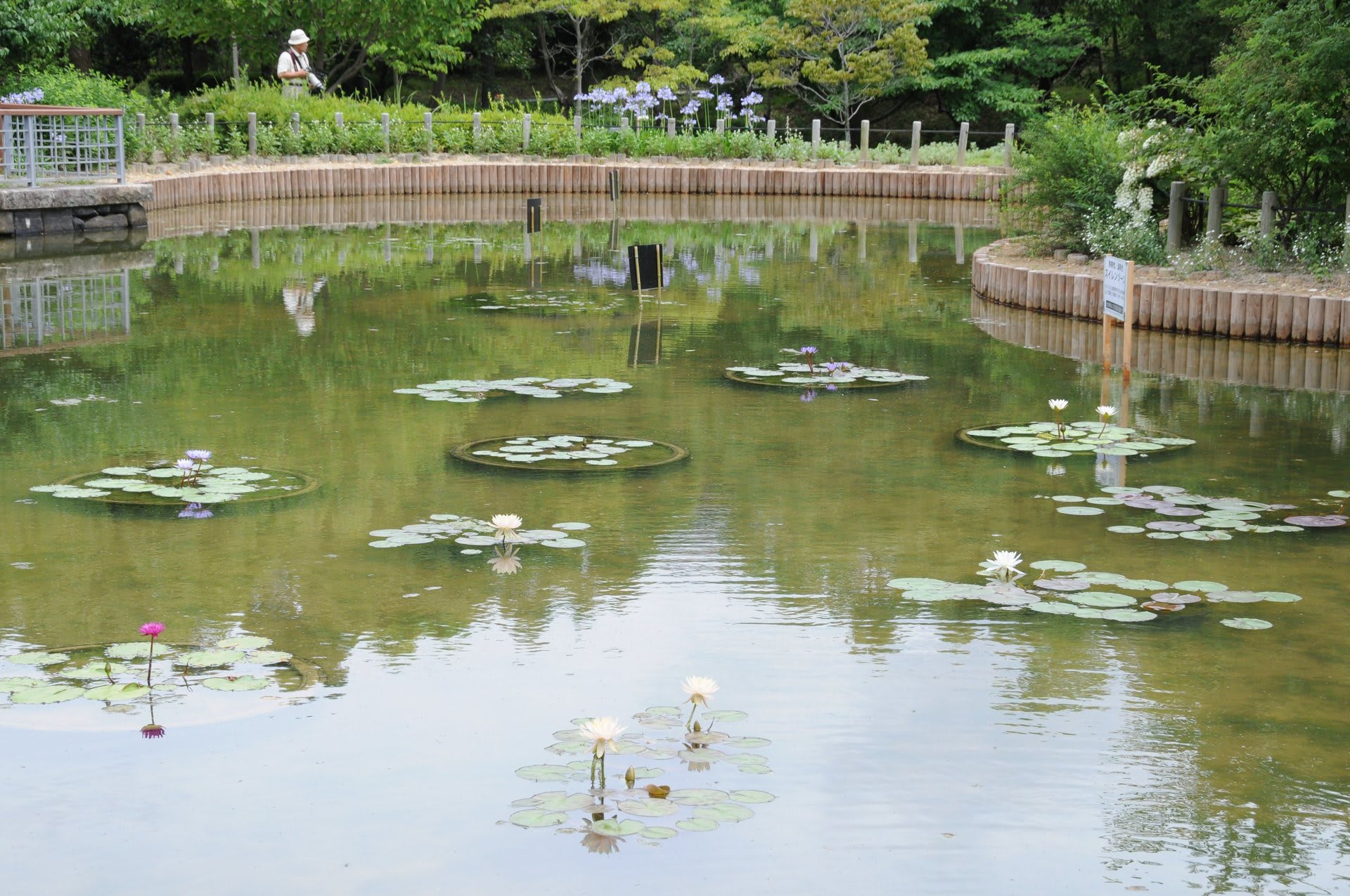 於大公園の睡蓮！の画像