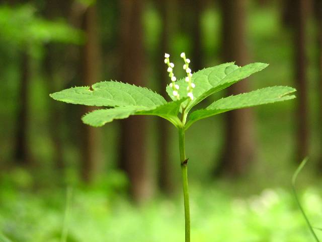 花びらのない花 横浜のほほん