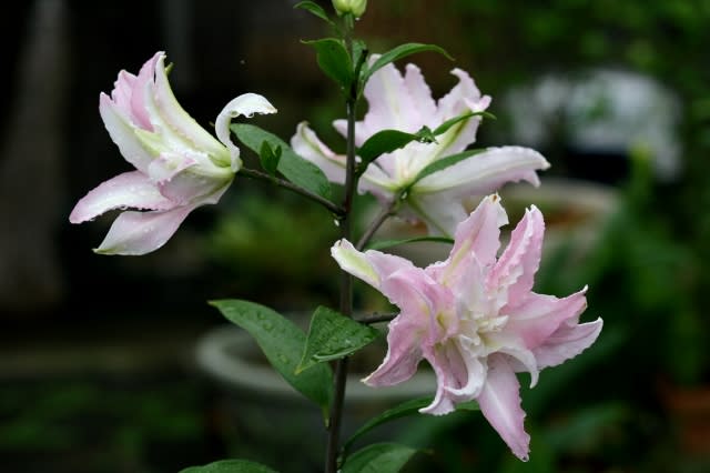 八重咲きのユリ イロイロ