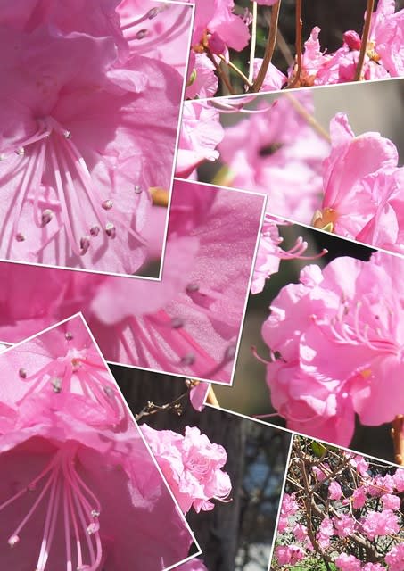 コバノミツバツツジの花が咲きました My Garden 19 05 02撮影 団塊オヤジの短編小説goo