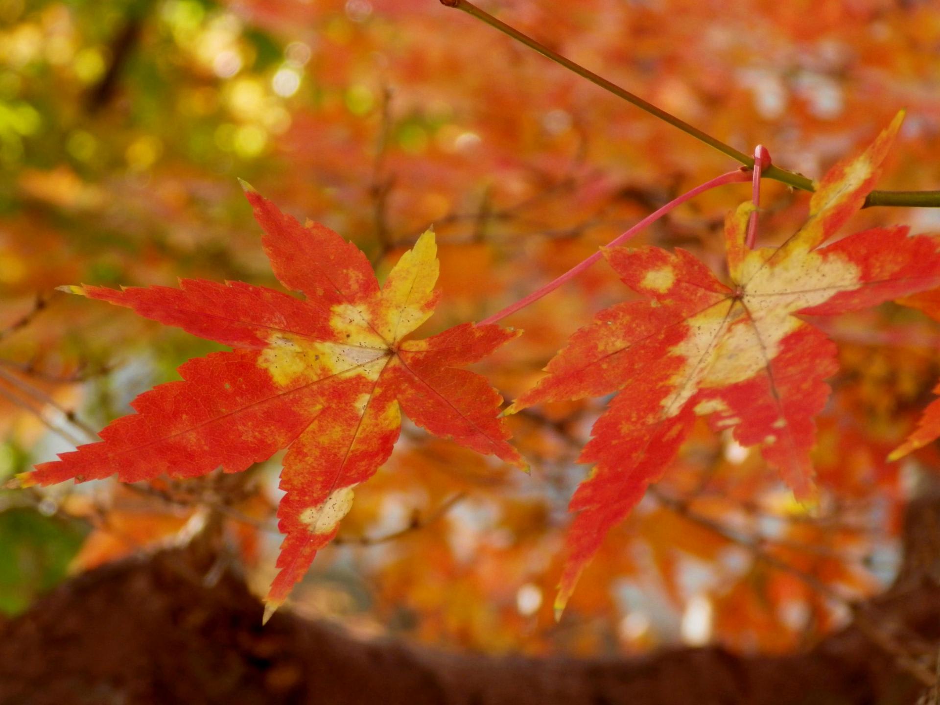 今年のもみじの紅葉はどうしたんでしょう 大阪 カメラ大好きおばあちゃん