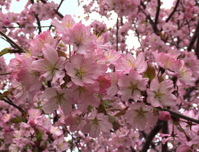 桜 さくらんぼの花 紫の花 散歩中の道すがら 肝臓病と共に生きる人たちを応援します