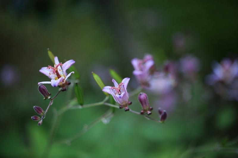 ホトトギス 花 に ルリタテハの幼虫 蝶の幼虫 昨年の記事から 金沢から発信のブログ 風景と花と鳥など