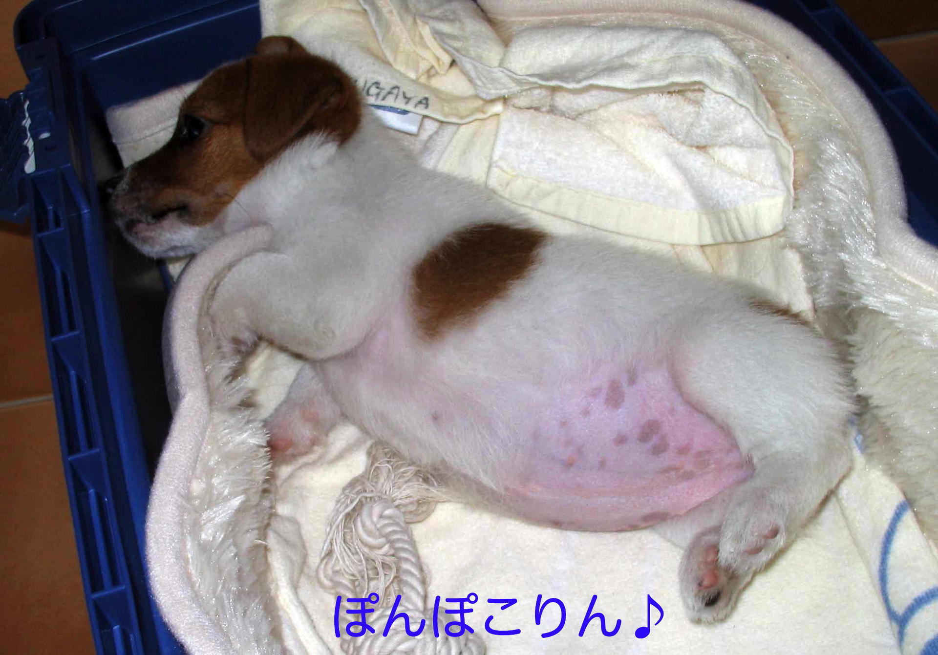 犬の妊娠出産子育て記録 のブログ記事一覧 10ページ目 元気の素 チャッピー クアトロ ジャクラッセルテリア