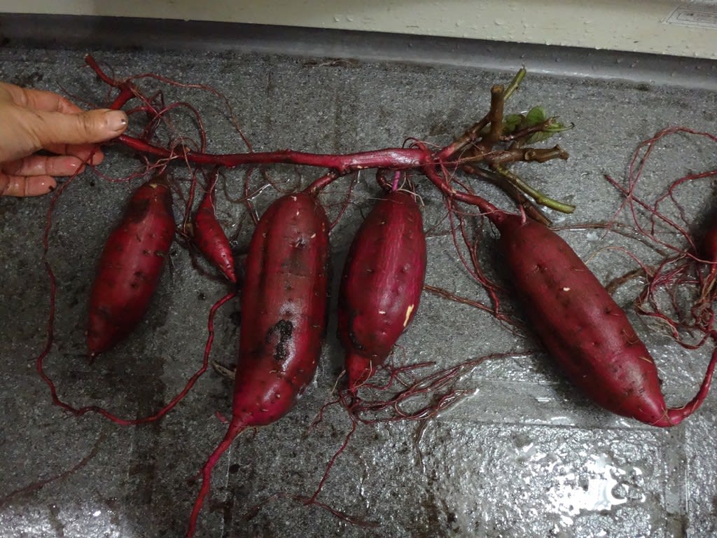 2018/10/29べにはるか べにはるか
