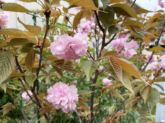 八重桜の花