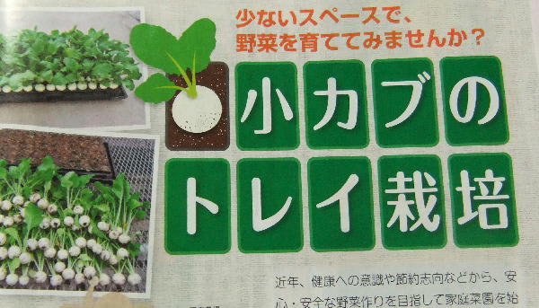 小カブのトレイ栽培 おいしい野菜をつくろう