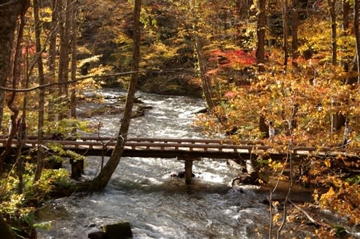 ２０１８年１１月３日 奥入瀬渓流の紅葉 おいでよ八甲田へ ３