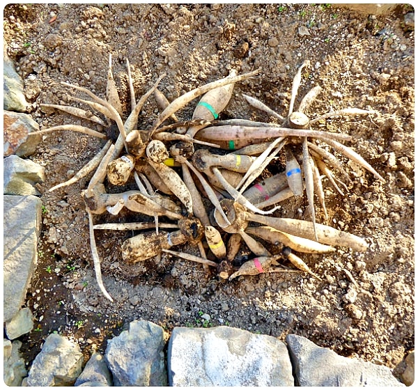 第１ 第４ダリア花壇から掘り上げた今季の球根は未熟 タックの庭仕事 黄昏人生残日録