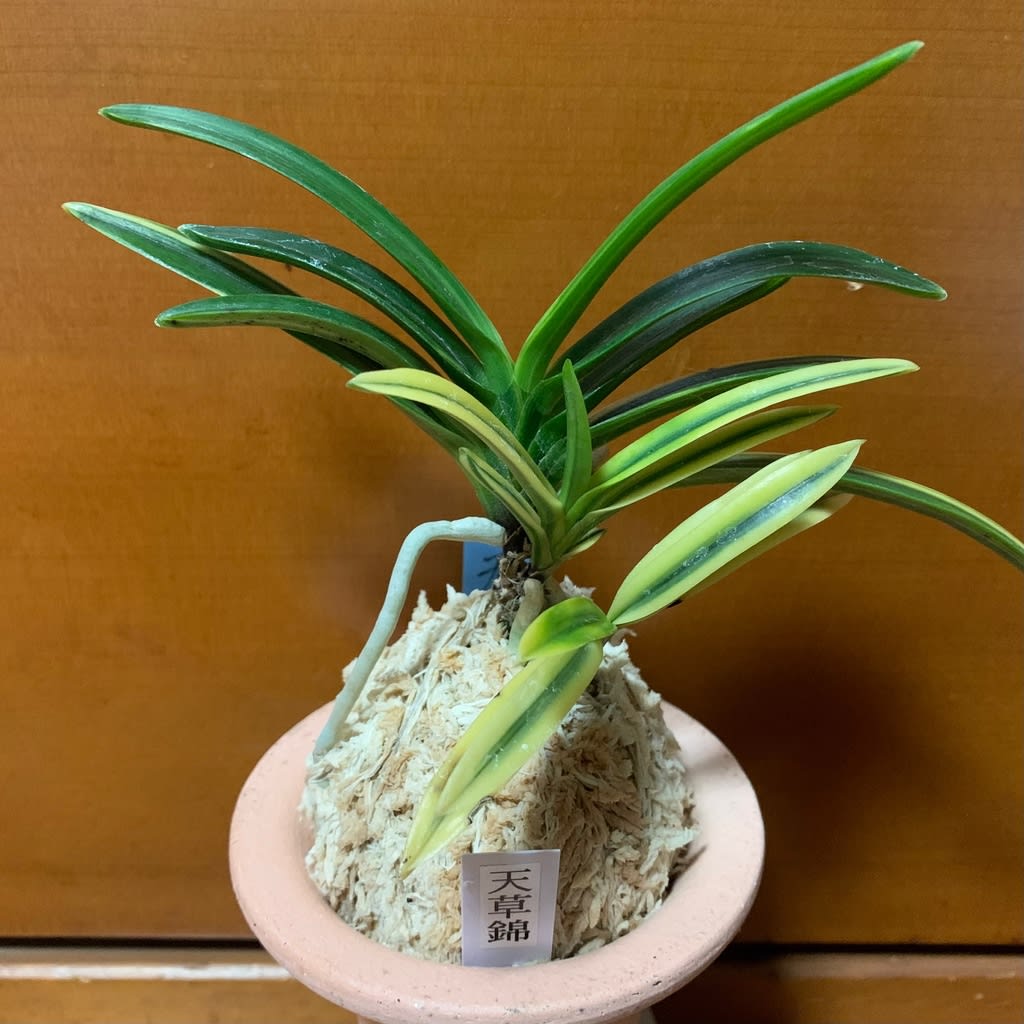 天草錦と天草覆輪X2 - 純風満蘭 富貴蘭・風蘭ブログ 着生蘭