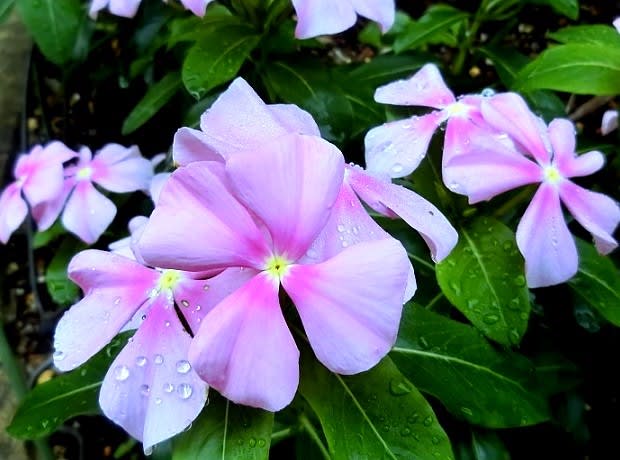 ニチニチソウ ー暑さに強く夏の花壇 プランターに欠かせない 花と徒然なるままに