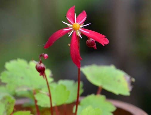 大文字草の花 19 １８ 紅石水 Koba の庭 春夏秋冬