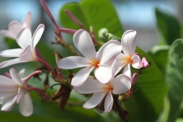 プルメリア 熱帯の柔らかな色合いの花は11月16日の誕生花 Aiグッチ のつぶやき