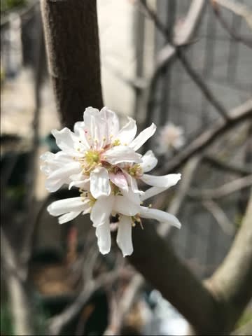 元気な白花の台木に、美しい桃花を接ぐらしい 元気な白花の台木に、美しい桃花を接ぐらしい
