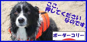 にほんブログ村 犬ブログ ボーダーコリーへ