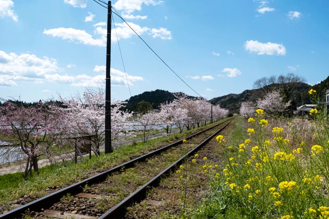 桜の時期に訪れた房総名物 いすみ鉄道のムーミン電車と桜と菜の花を撮る 今見ごろでした 伝統ある英国の10吋ユニットで いい音で音楽を聴きたい
