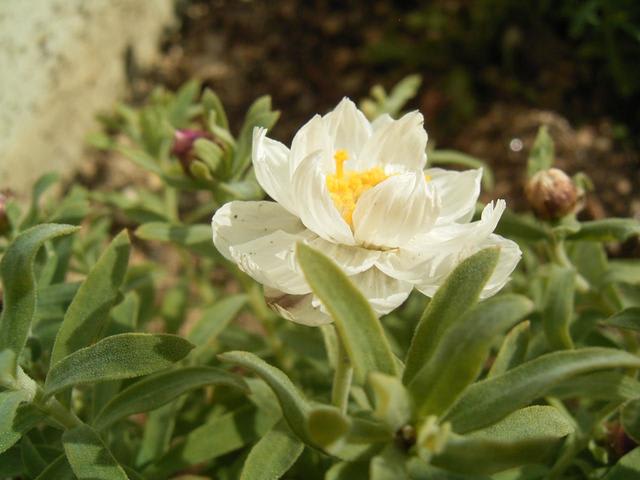 花かんざし