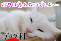 にほんブログ村 猫ブログ 完全室内飼