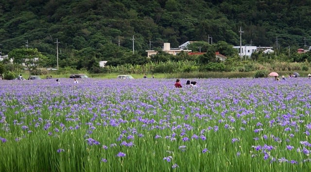 オクラレルカの花畑 沖縄の史跡と沖縄四季の花