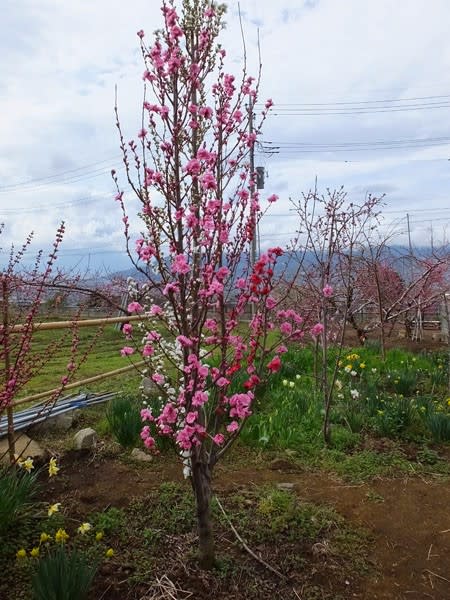 １本の木に赤 ピンク 白の花が 続 釈迦堂 山梨県甲州市 笛吹市 北へ南へ 東へ西へ
