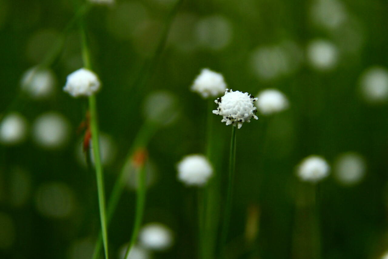 季節の花 シラタマホシクサの画像